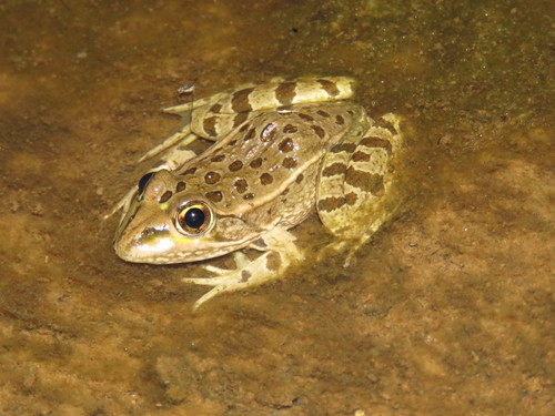 Northwest Mexico Leopard Frog