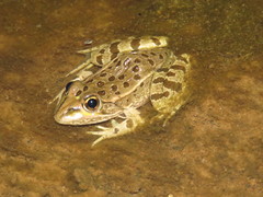 Northwest Mexico Leopard Frog photo 2
