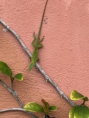 Anolis carolinensis