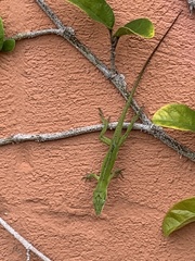 Anolis carolinensis