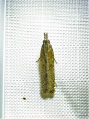 Dichomeris ligulella