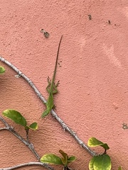 Anolis carolinensis