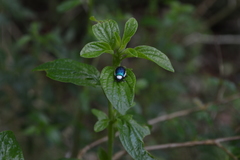 Asphaera albomarginata