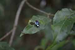 Asphaera albomarginata