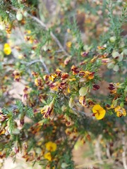 Eutaxia microphylla