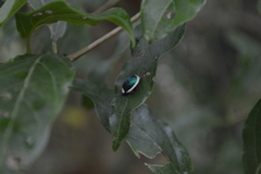 Asphaera albomarginata