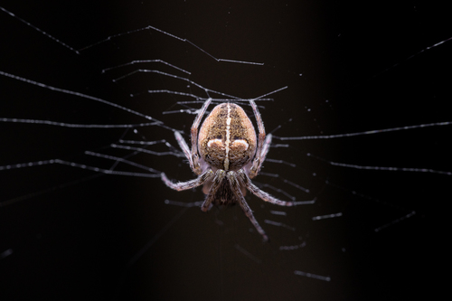 Araneus talca