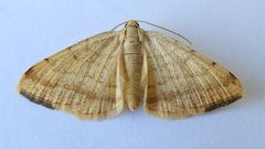 Taeniogramma octolineata