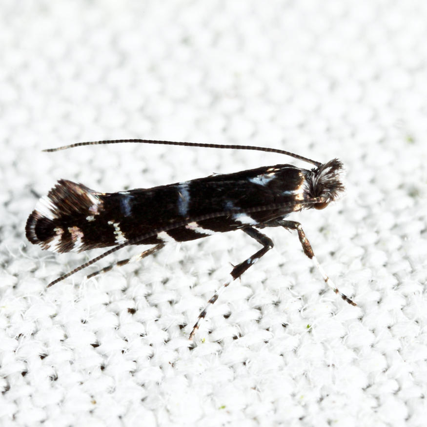 Laurel Leafminer