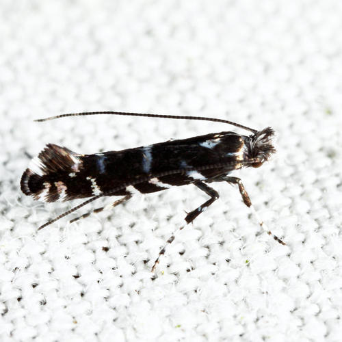 Laurel Leafminer