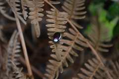 Asphaera albomarginata