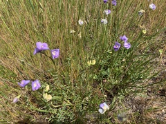 Swainsona procumbens