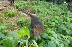 Nasua olivacea