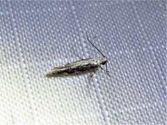 Coleotechnites florae