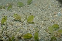 Halophila ovalis