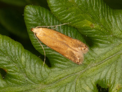 Monochroa placidella