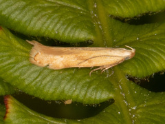 Monochroa placidella