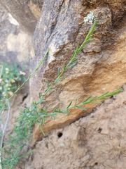 Eutaxia microphylla