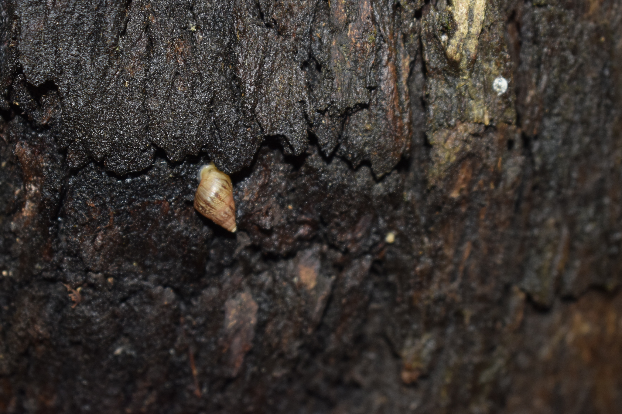 Lissachatina fulica image