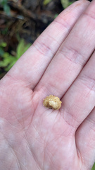 Pleuroflammula praestans