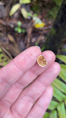 Pleuroflammula praestans