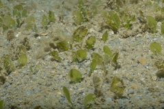 Halophila ovalis