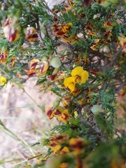 Eutaxia microphylla