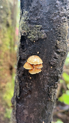 Pleuroflammula praestans