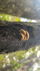 Pleuroflammula praestans