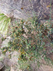 Eutaxia microphylla