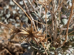 Brickellia incana