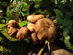 Desarmillaria caespitosa