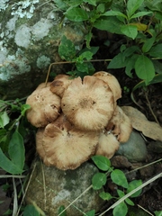 Desarmillaria caespitosa