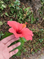 Hibiscus rosa-sinensis