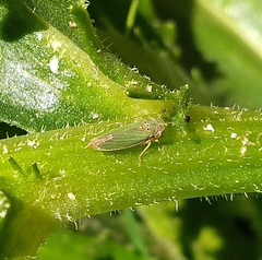 Bucephalogonia xanthophis