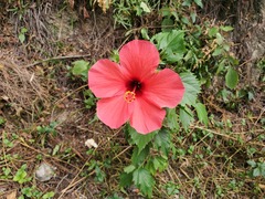 Hibiscus rosa-sinensis