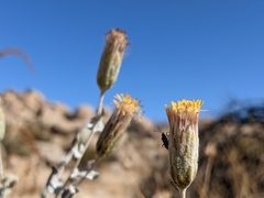 Brickellia incana