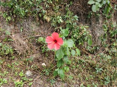 Hibiscus rosa-sinensis