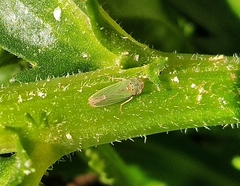 Bucephalogonia xanthophis