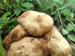 Desarmillaria caespitosa