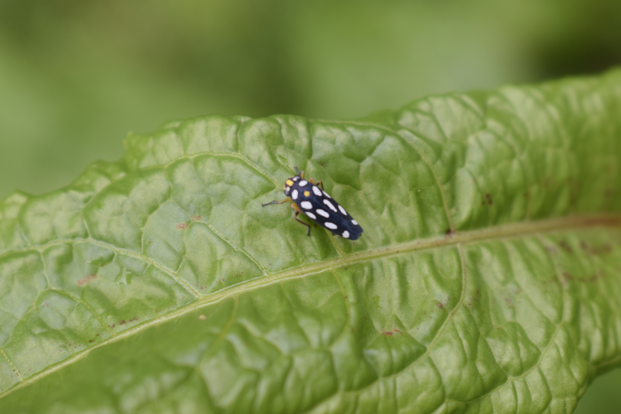 Cicadellinae image