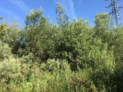 Salix exigua hindsiana