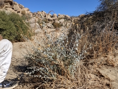 Brickellia incana