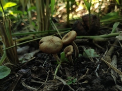 Desarmillaria caespitosa