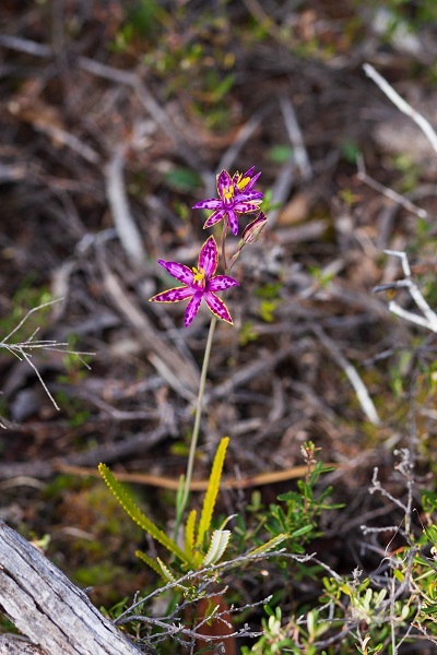 Queen of Sheba (Thelymitra variegata)  iNaturalist
