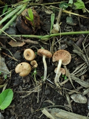 Desarmillaria caespitosa