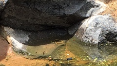 Thamnophis cyrtopsis