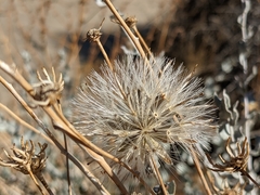 Brickellia incana