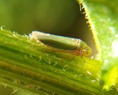 Bucephalogonia xanthophis