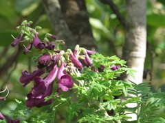 Jacaranda ulei